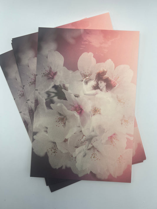 Cherry Blossoms postcard